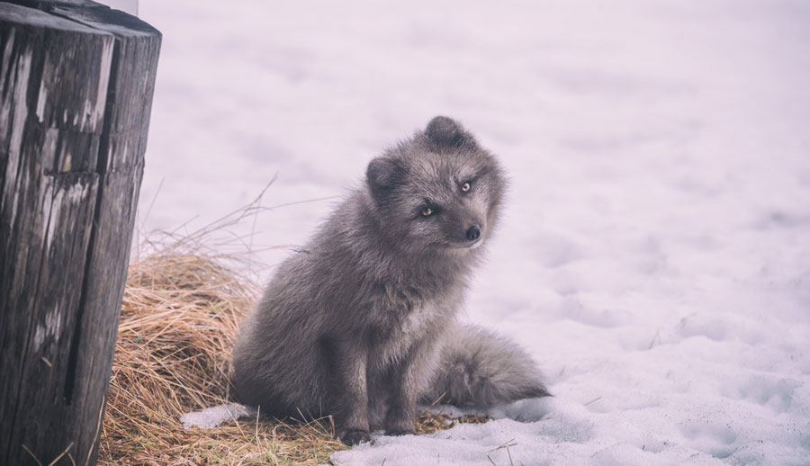 fox cub